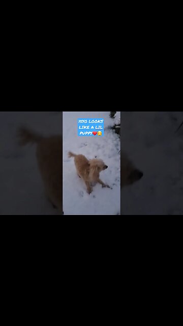 We are blessed to still care for my Moms baby. Freddie is almost 16 and he's such a sweet boy. #dogs