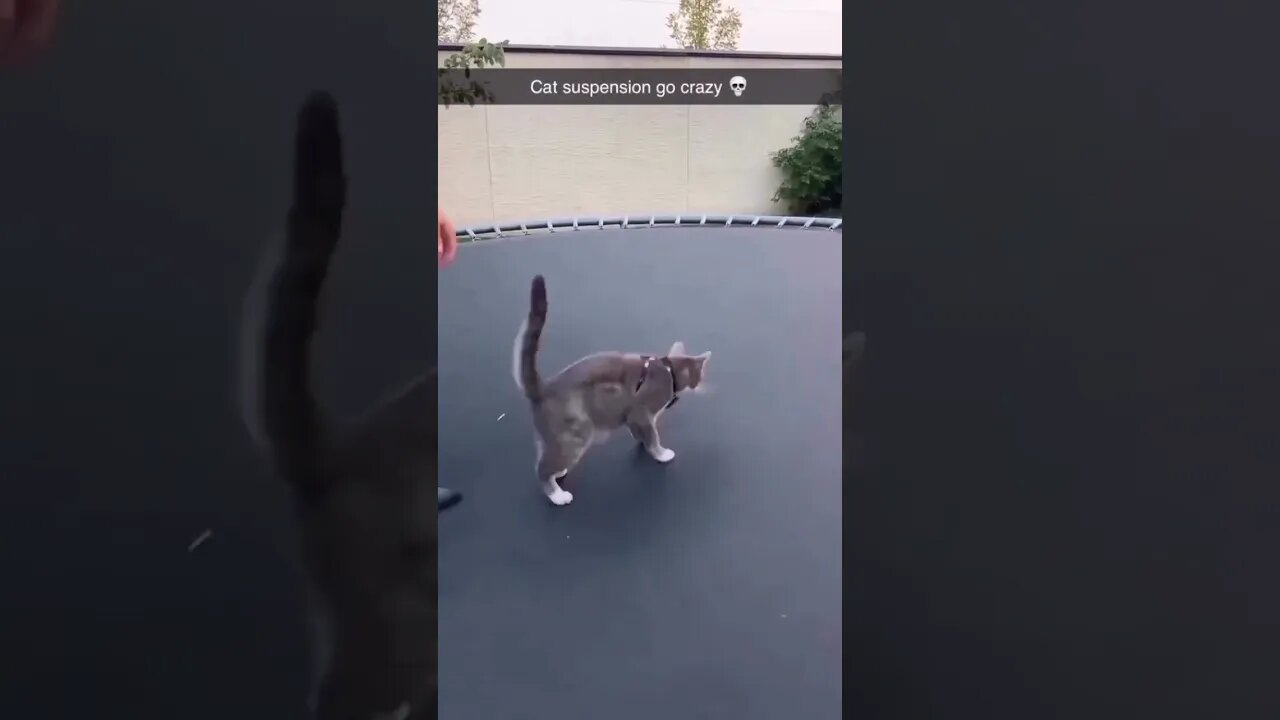 Cute Funny Cat - 94 #shorts #funny #animals
