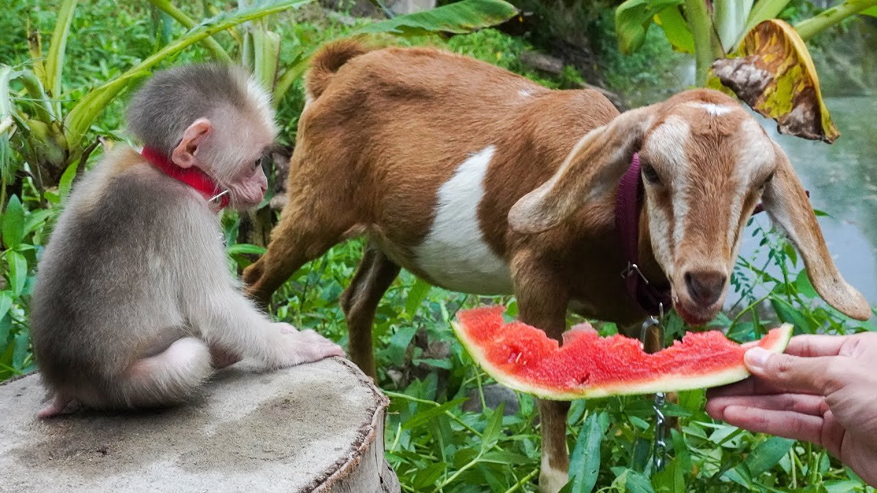 Baby monkey happily playing with goat. BoBo Monkey and goat eat watermelon