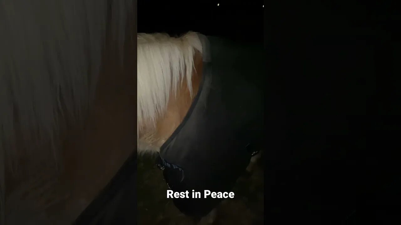 Prince 🐴 passed last night 😢😢 #farmlife #horse