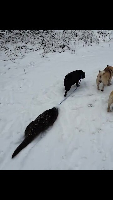 Pet otter joins pair of pups for lovely walk in the snow