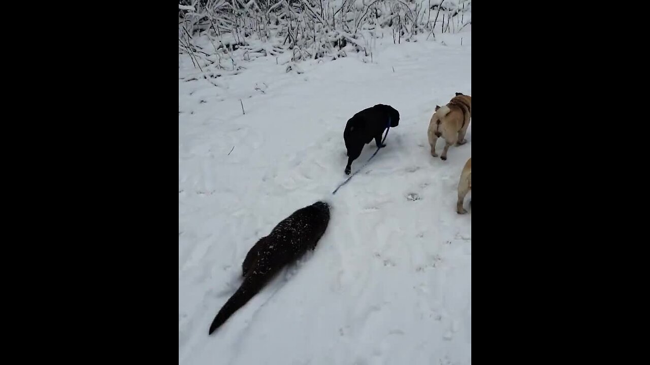 Pet otter joins pair of pups for lovely walk in the snow