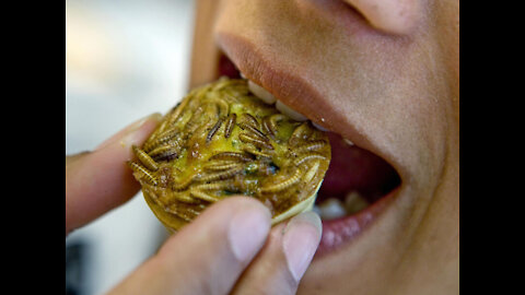 Worms For Dinner! WEF Mealworms New Protein In Europe’s Bid To Reduce Meat Consumption!