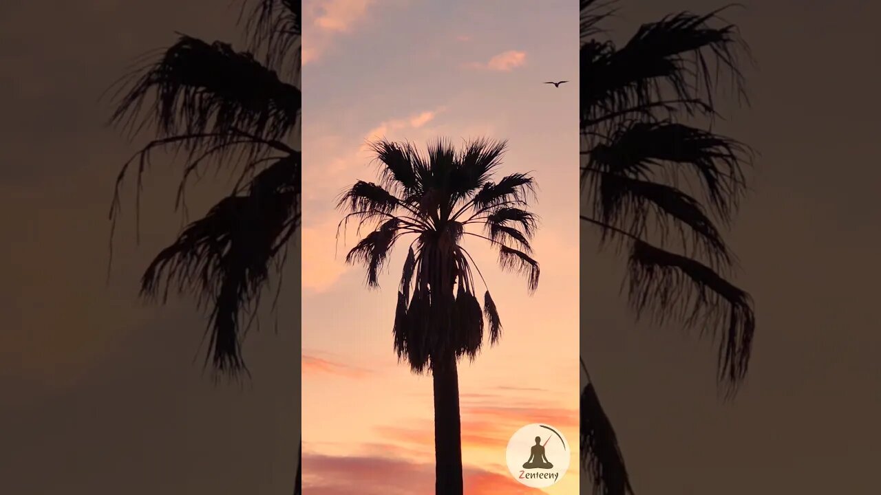 Relaxing Sunset Palm Tree Silhouette