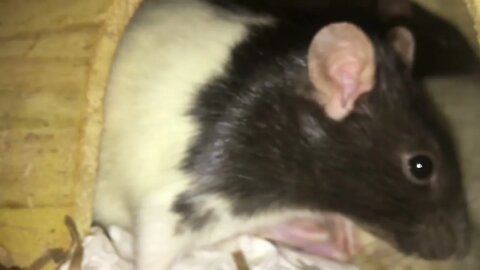 10 Weird Yet Totally Normal Behaviors (and More) from Pet Rats