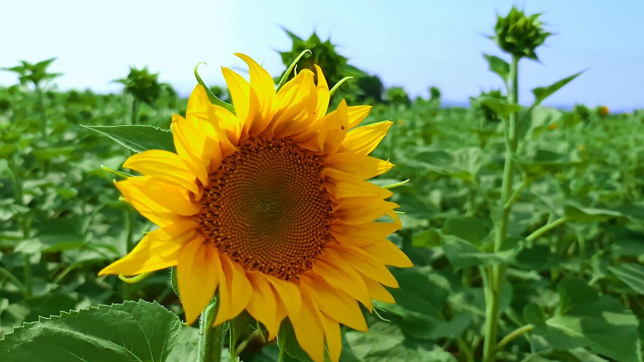 الدول العشر الأولى المنتجة لزيت دوار الشمس Top ten sunflower oil producing countries