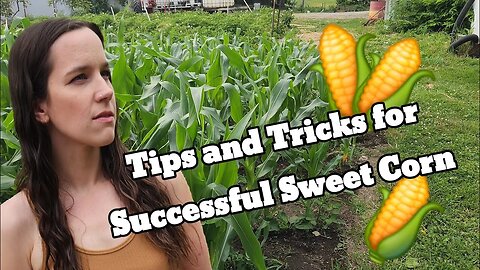 The Secrets of Sweet Corn