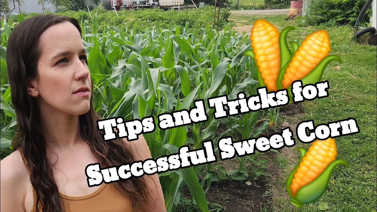 The Secrets of Sweet Corn