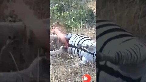 Zebra podre estoura na cara de Leopardo