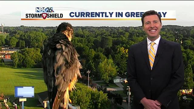 Hawk shows back up for Green Bay Tower Cam shot