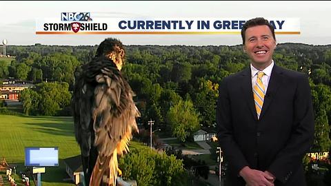 Hawk shows back up for Green Bay Tower Cam shot