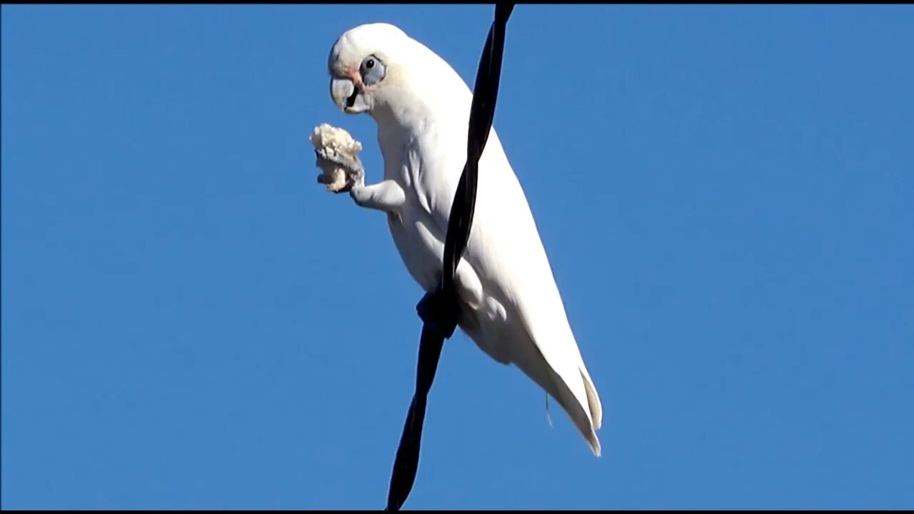 A Captivating Slideshow of Birds, Sky, Sun, Clouds, and Ocean