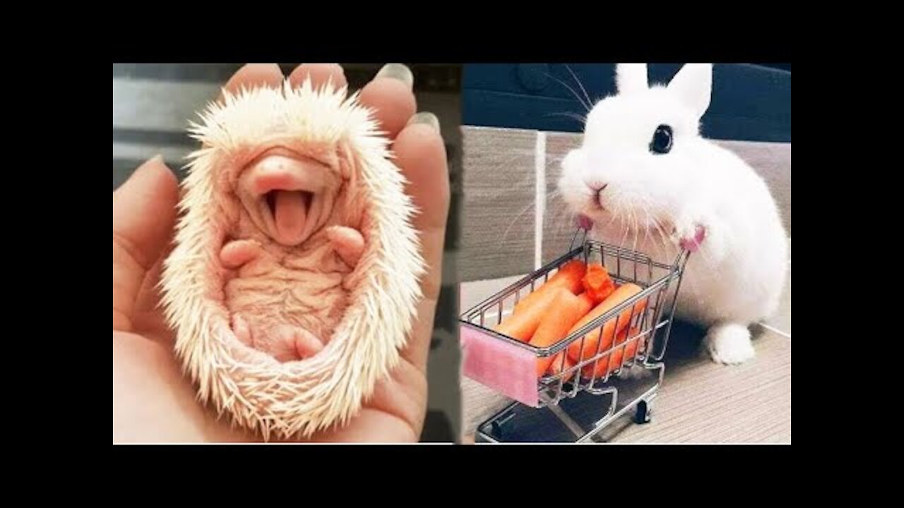 AWW SO CUTE! Cutest baby animals Videos Compilation Cute moment of the Animals - Cutest Animals #17