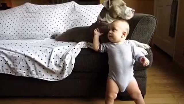 Baby and pit bull share precious interaction