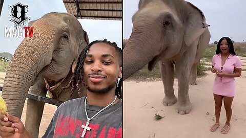 DDG & "GF" Halle Bailey Feed The Elephants In Thailand! 🐘