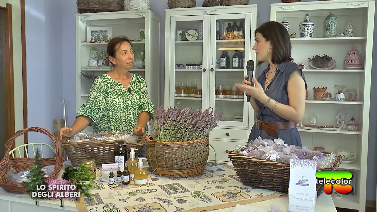 Lo Spirito degli Alberi: la lavorazione della lavanda 08.10.2021