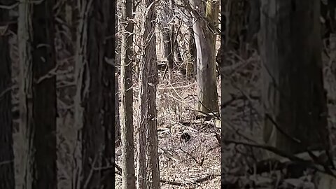 Can you spot the Deer ?