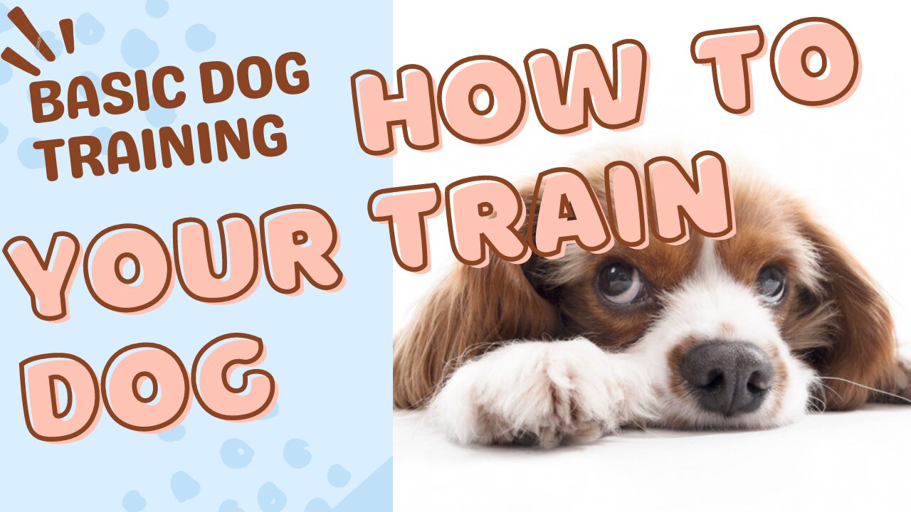 🐕 Basic Dog Training – TOP 10 Essential Commands Every Dog Should Know!