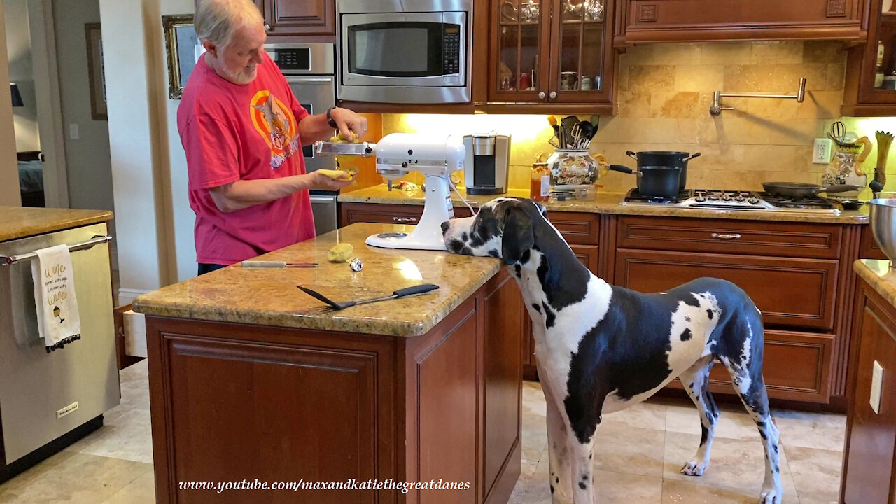 Great Dane Watches Intently As Pasta Is Made With KitchenAid Mixer