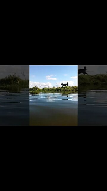 Perro correteando patos - dog chasing ducks