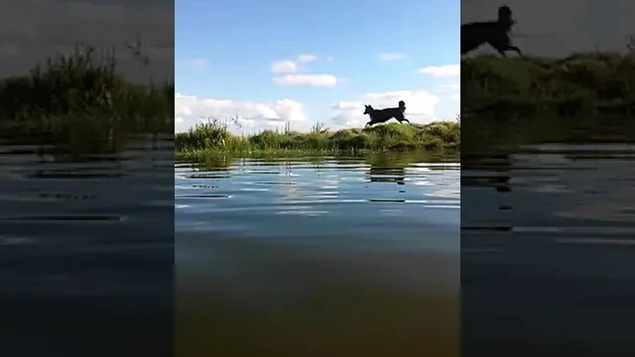 Perro correteando patos - dog chasing ducks