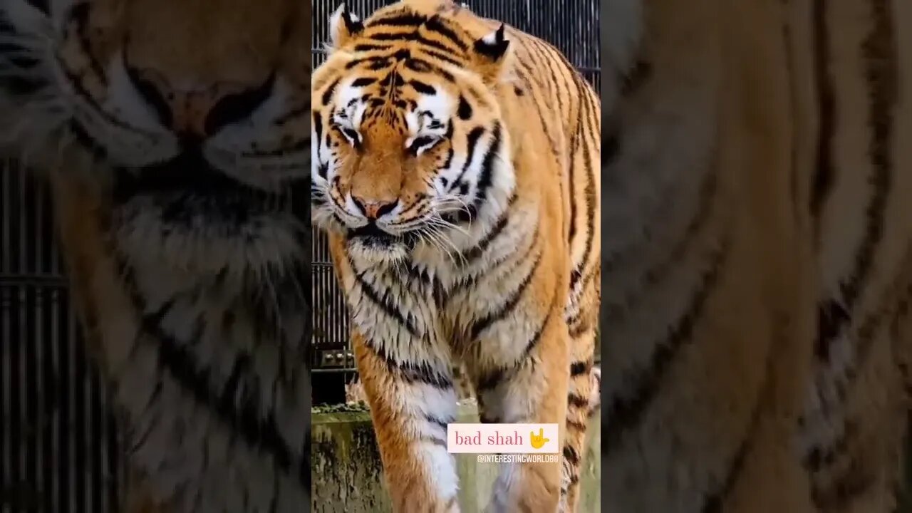 #short #subscribe #share #shortvideo