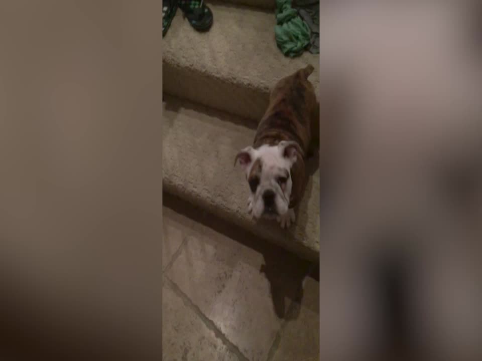 Brave Puppy Goes Down Stairs For The First Time