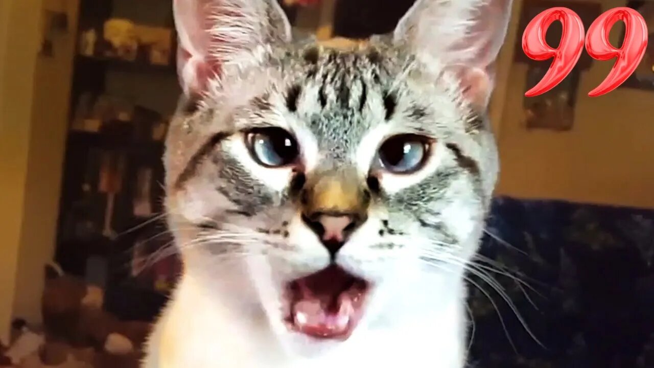 Funniest Dogs And Cats Videos 😅 - Best Funny Animal Videos 2022 😜 #99