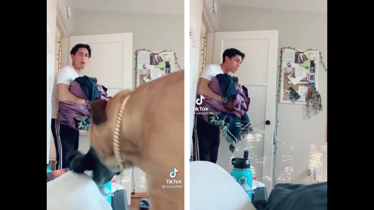 Dog made a big scream when almost stepped on by accident