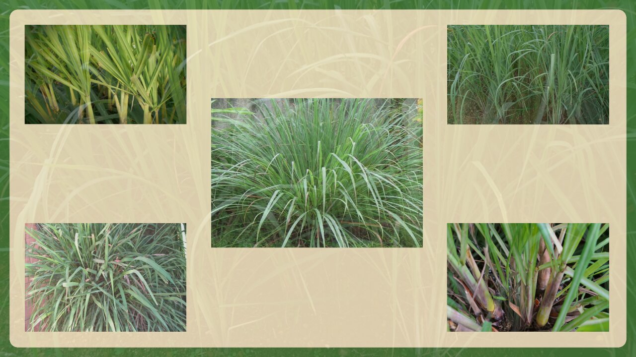 3. Capim santo can regulate blood pressure and improve digestion (Cymbopogon citratus)