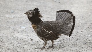 Ruffed Grouse - Walking like a Model