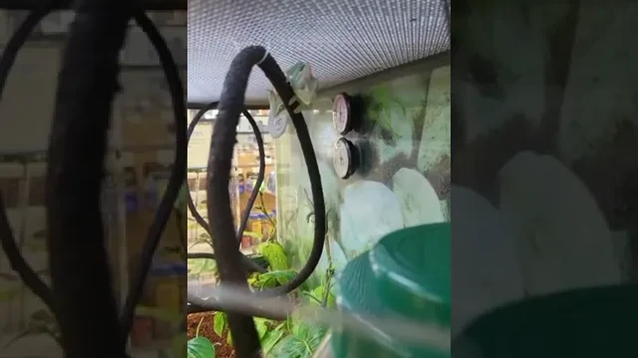 Beginner pets lizards #2023 #lifehacks #pets #lizards #beardeddragon