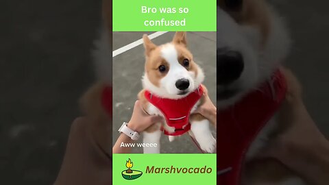 Cute dog spinning and being confused #shorts #marshvocado #fyp #corgi #dog #cute #pet #dogsoftiktok