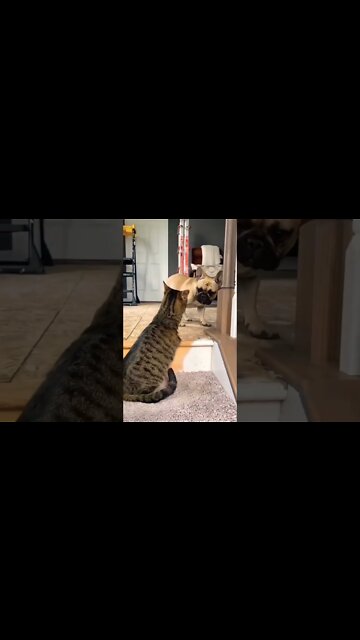 I was trying to tame him and...😂☺️🐕 #shorts