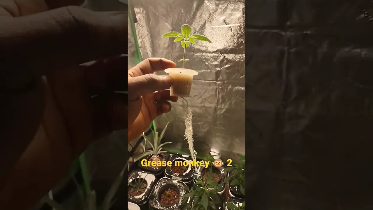 final pot veg tent