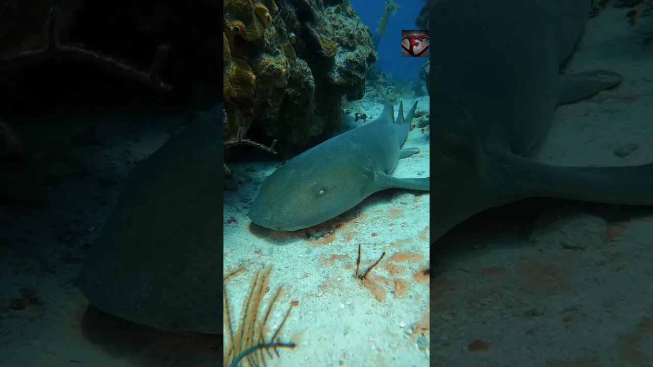 The Nurse Shark Facts #shorts #amazingfacts #animals #shark