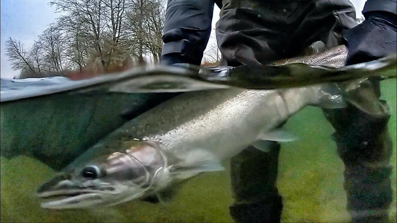 STEELHEAD Fishing Update Ft. TJ Hester & Dave Schamp