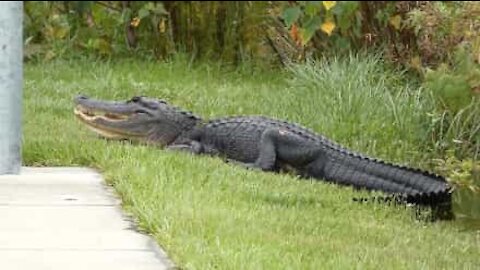 Crocodilo gigante decide apanhar sol numa rua da Flórida