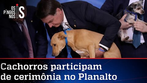 Bolsonaro sanciona lei que amplia pena para maus-tratos a cães e gatos
