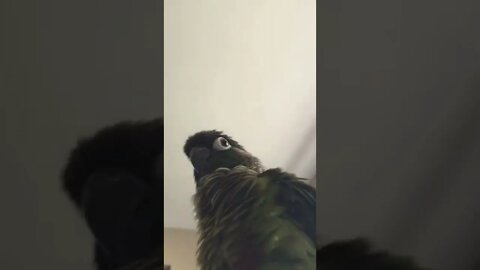 Weird POV of my bird 😆