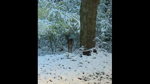 Breakfast face full of snow