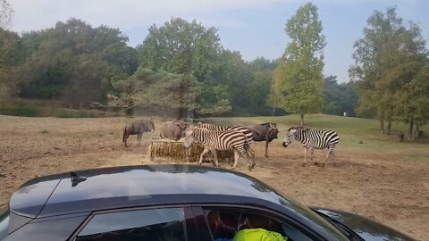 BEEKSEBERGEN: GNOES WILDEBEESTEN WILDEBEASTS ZEBRAS