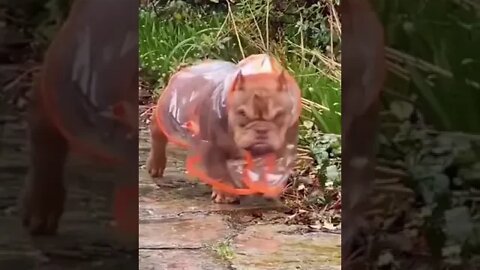 A frowning dog in a raincoat