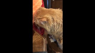 Punkin needing her attention. Cats cats everywhere .