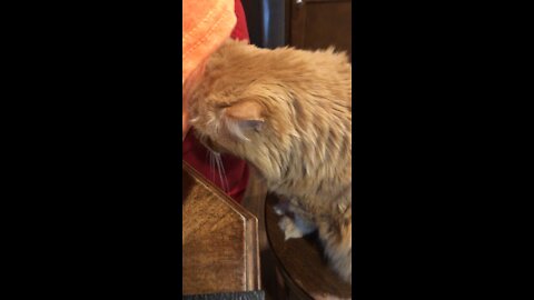 Punkin needing her attention. Cats cats everywhere .