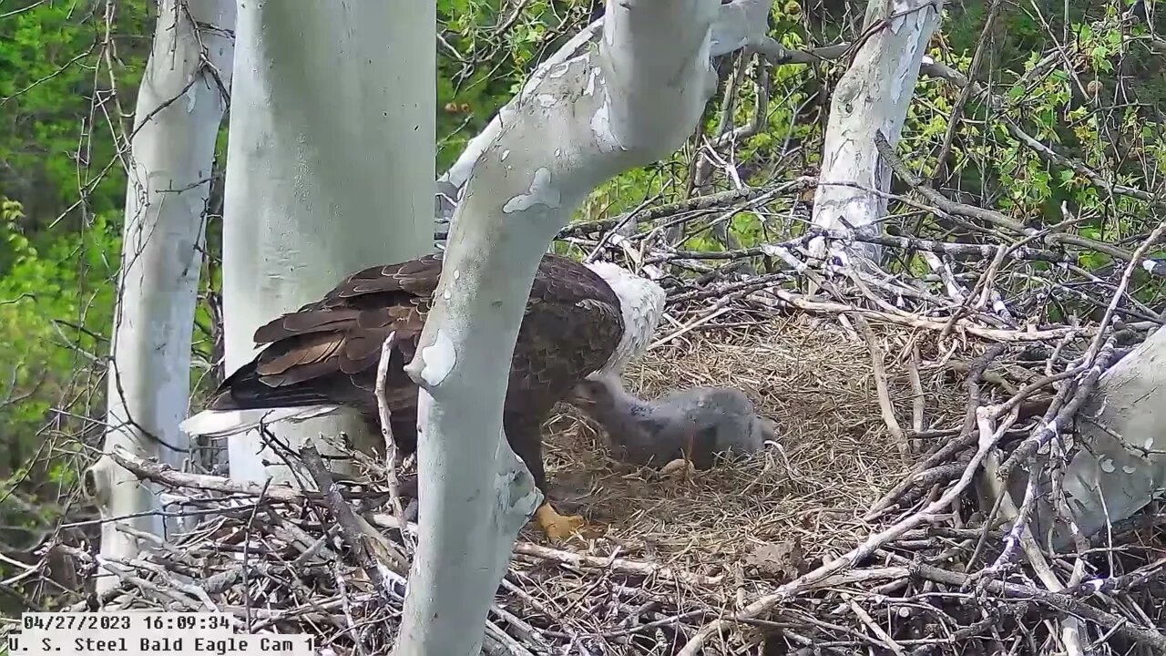 USS Eagles - Down the Hatch, Hop Swallows the Tail 04-27-23