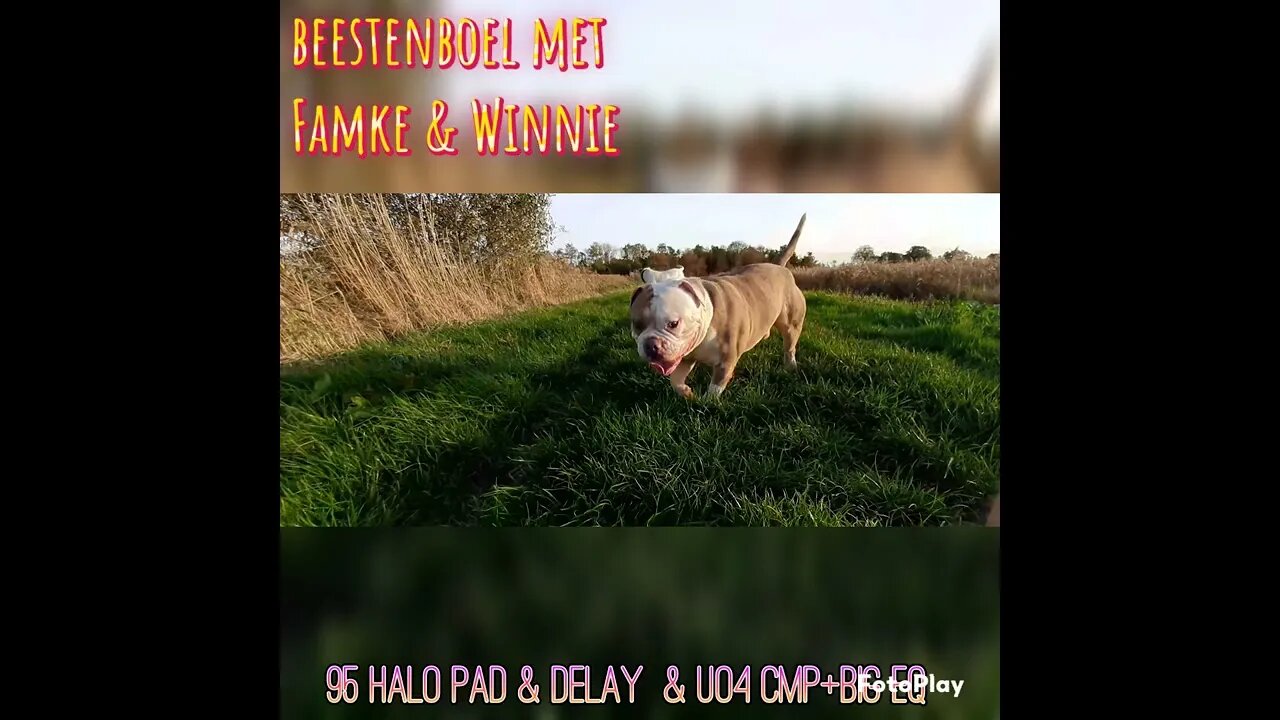 flashback sounds Halo pad on delay