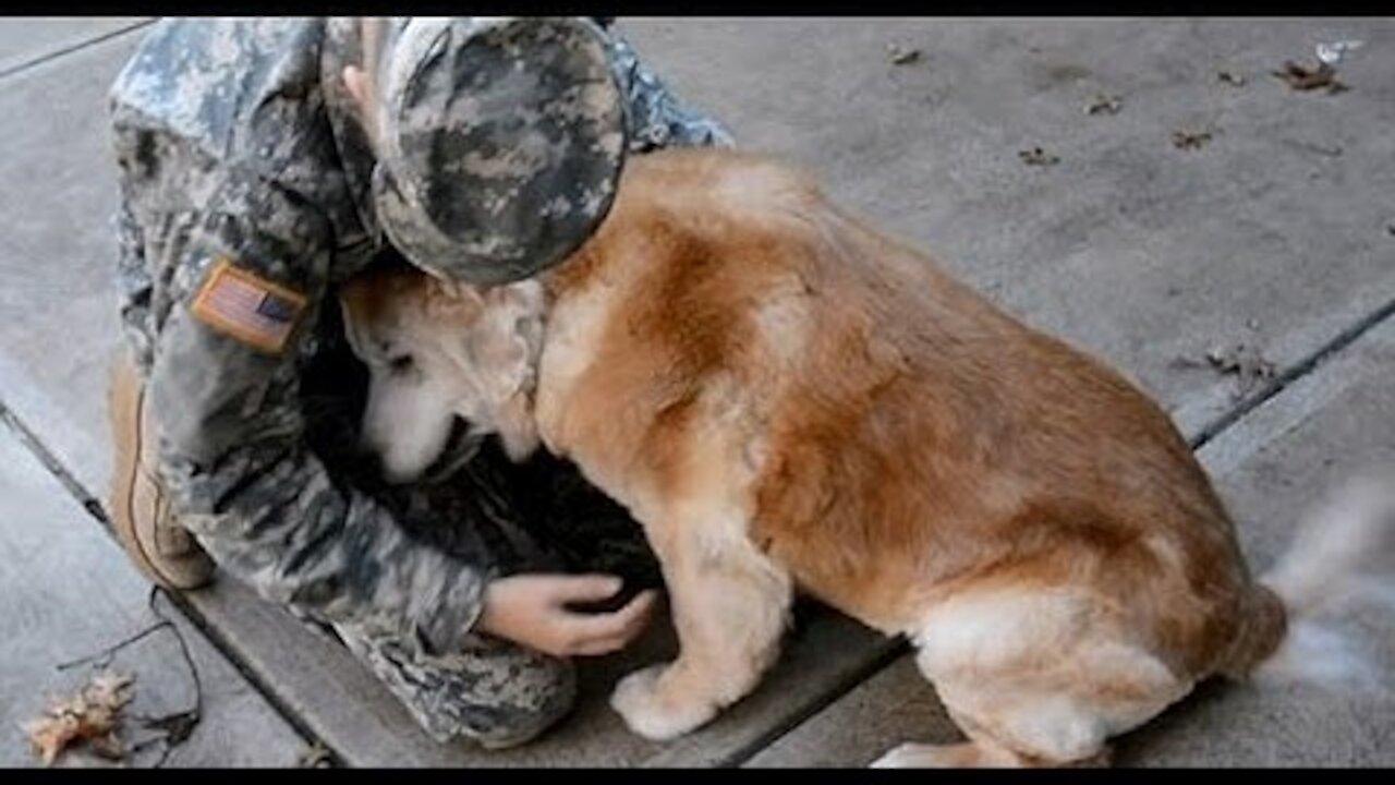 TRY NOT TO CRY CHALLENGE - Dog Reunited With Owner - Dogs Meet Their Owner .mp4