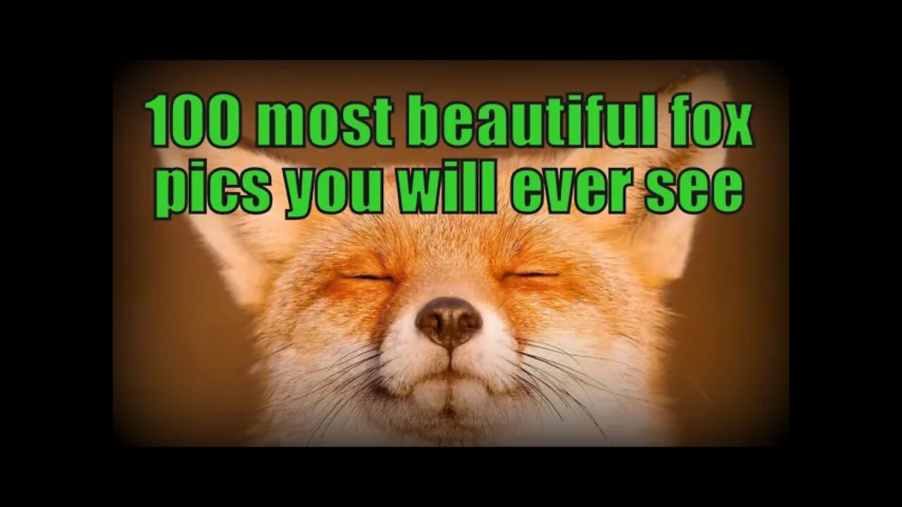 100 AMAZING photos of the most beautiful #foxes you will ever see (and Ajax at the end of course...)