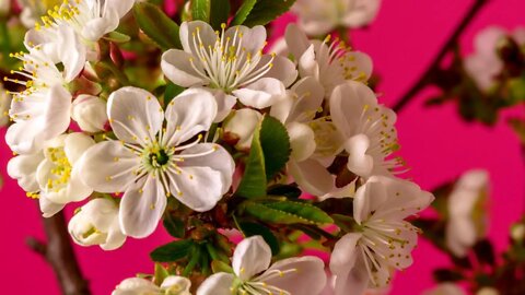 Calming Cherry Blossom Time Lapse - 𝗦𝗼𝘂𝗹 𝗡𝗼𝘂𝗿𝗶𝘀𝗵𝗺𝗲𝗻𝘁 (20 Minutes🌸)